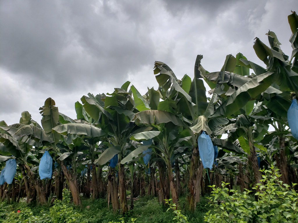 Farmers harvesting plantains in a field