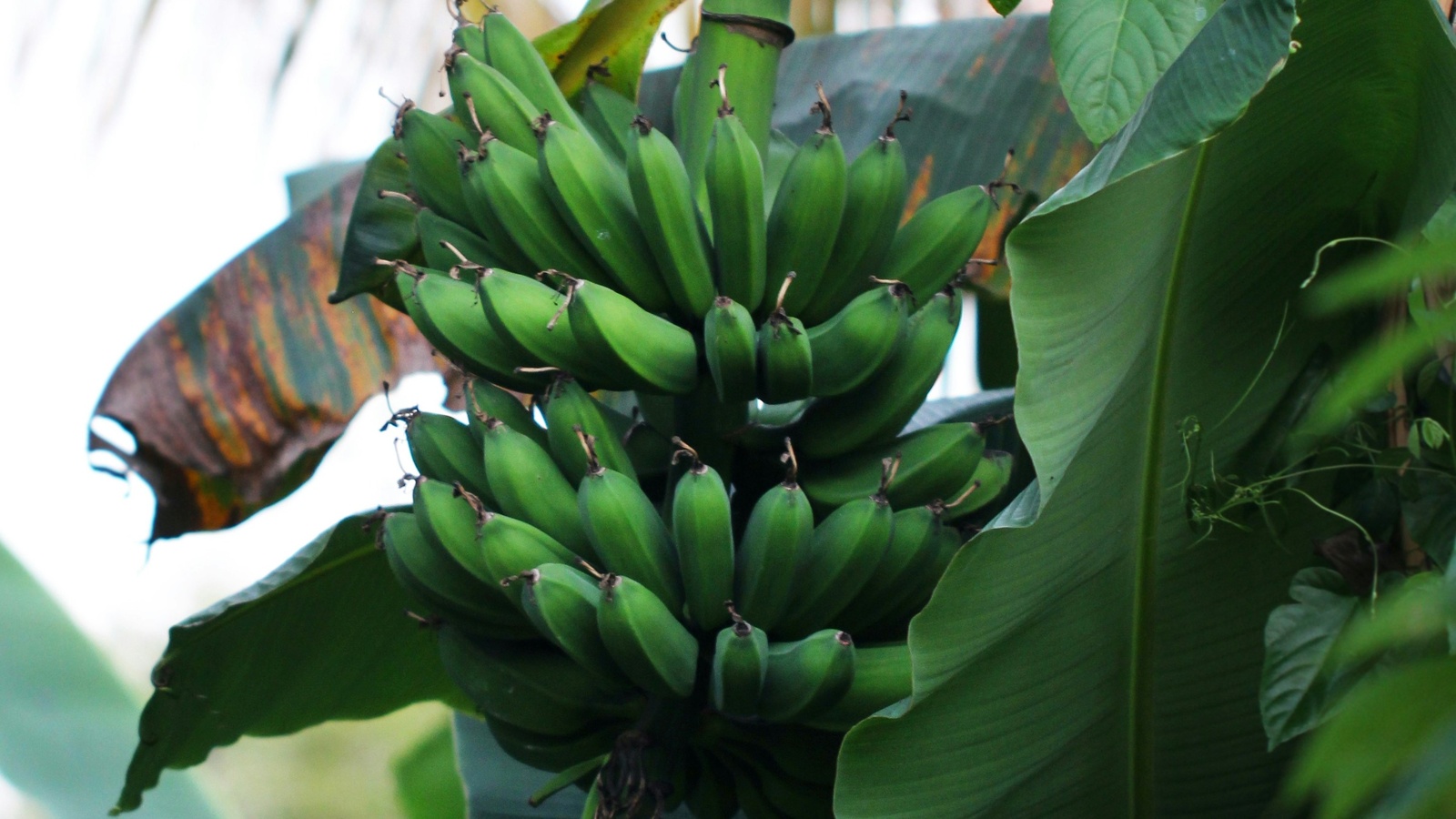 Fresh plantains on a tropical table